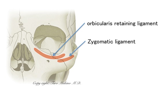 くま骨格イラスト