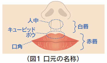 口元の名称イラスト