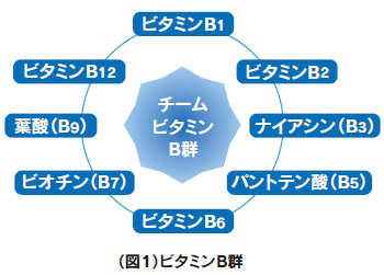 ビタミンB群イラスト