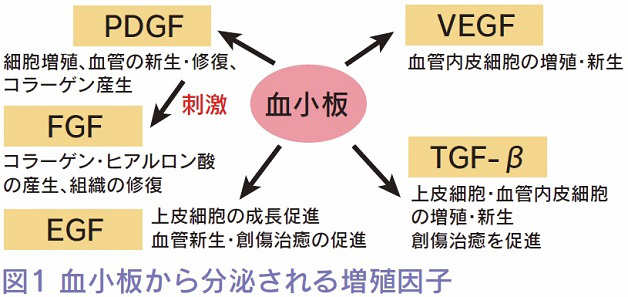 血小板から分泌される増殖因子